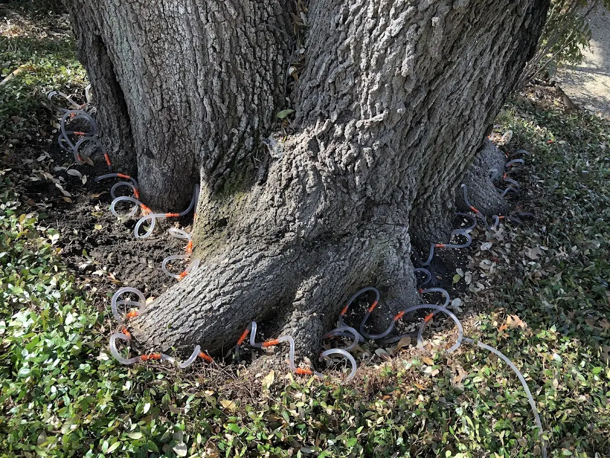 Detailed Tree Cabling and Bracing job site in Totz