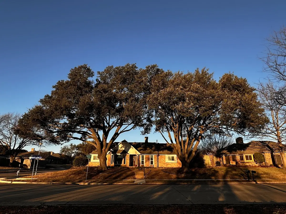 Established residential canopy tree shading a home in Totz